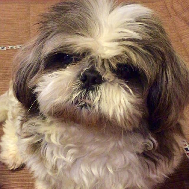 butachanさんの実例写真