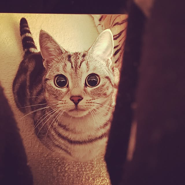 a-shiさんの実例写真