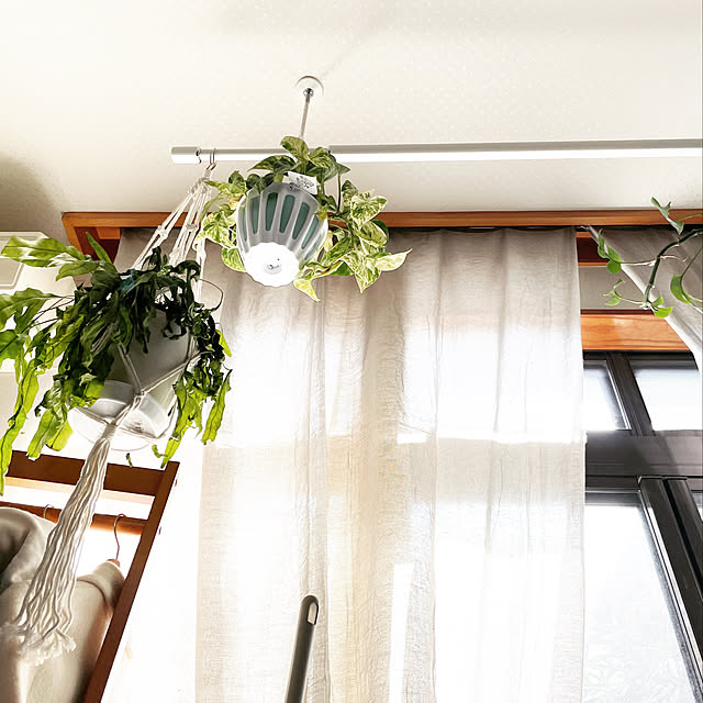 観葉植物/ねこと暮らす/ねこのいる暮らし/壁/天井のインテリア実例 - 2022-03-10 09:23:39