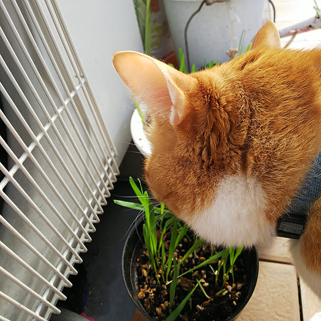 uutann320mozukuさんの実例写真