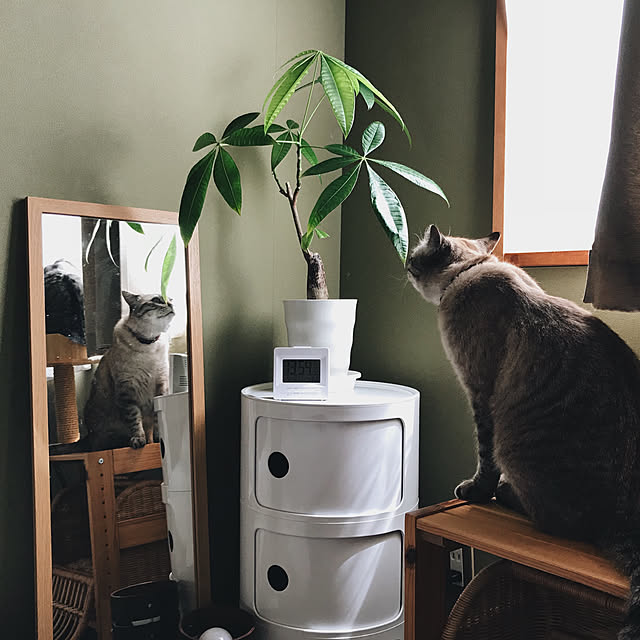 ineko_kさんの実例写真