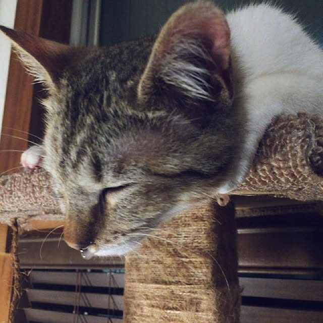 sumisumiさんの実例写真
