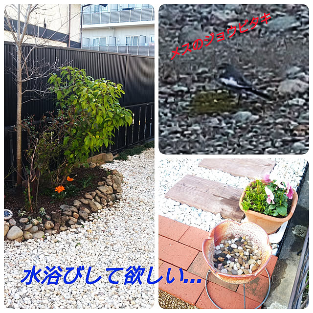 nippopoさんの実例写真
