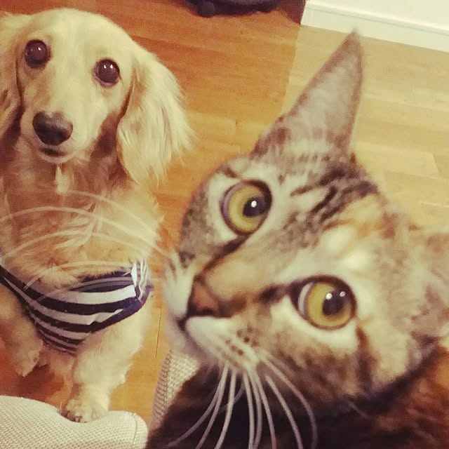Nakakoさんの実例写真