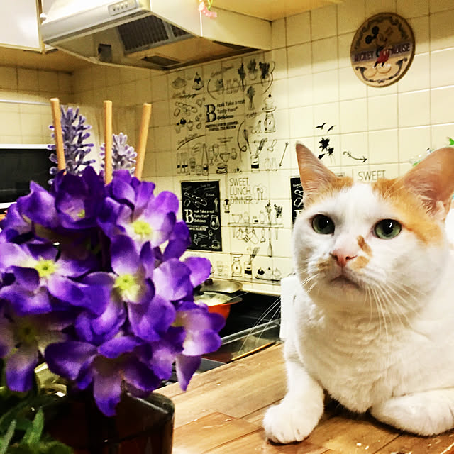 tututu0204さんの実例写真
