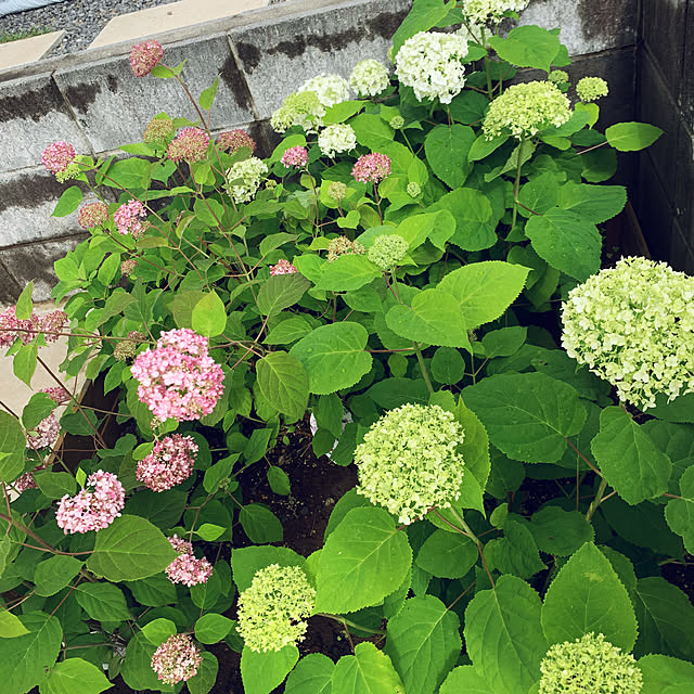 tarvi_meriさんの部屋