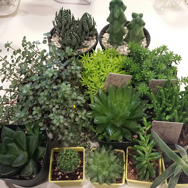多肉植物 montaさんのおしゃれなアレンジ・飾り方のインテリア 多肉植物 montaさんのおしゃれなアレンジ・飾り方のインテリア