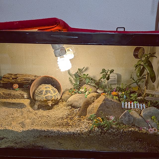 umeboshicyanさんの実例写真