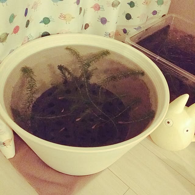 m-kinocoさんの実例写真