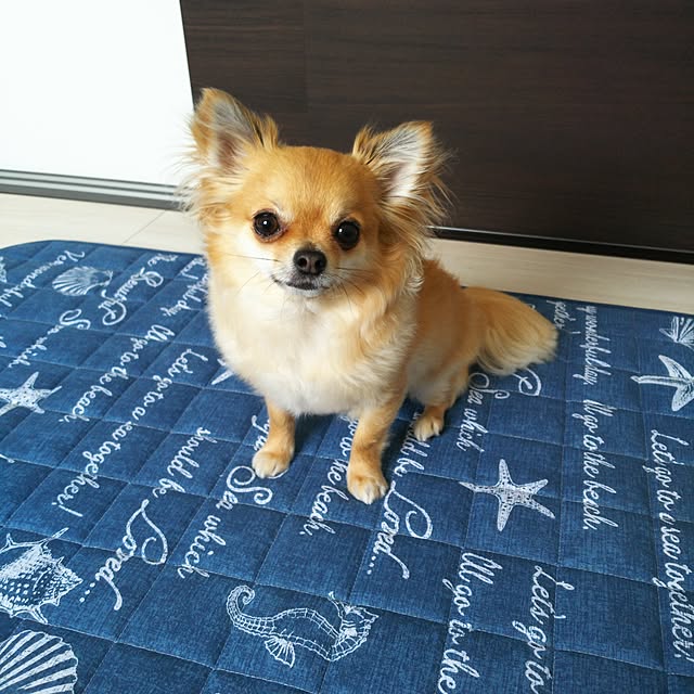 kojikojiさんの実例写真