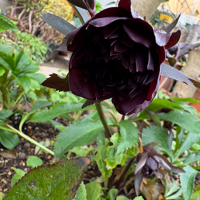 mamizaさんの実例写真