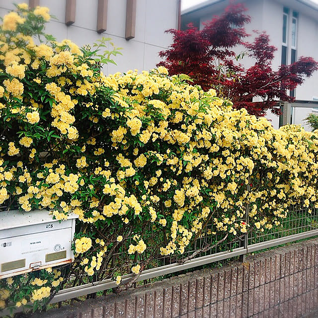 portulacaさんの実例写真