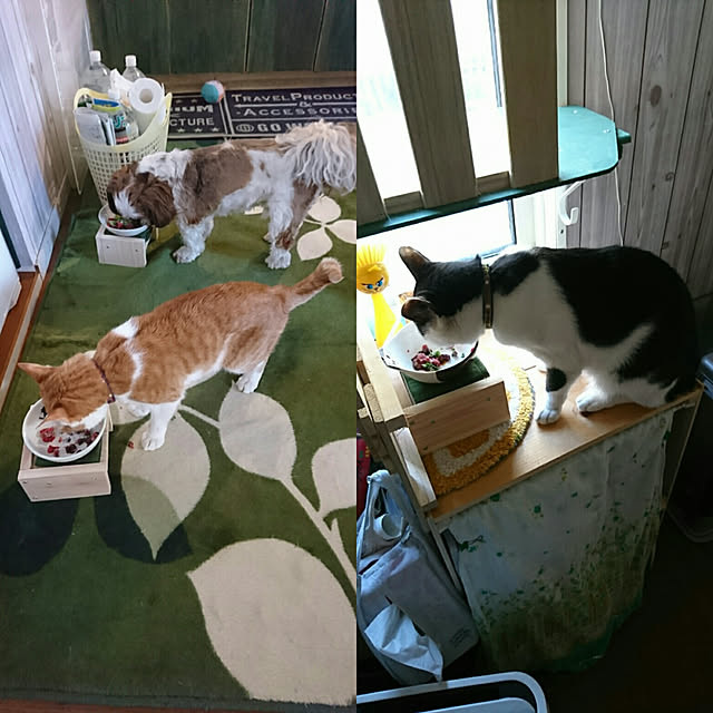 SHIHOさんの実例写真