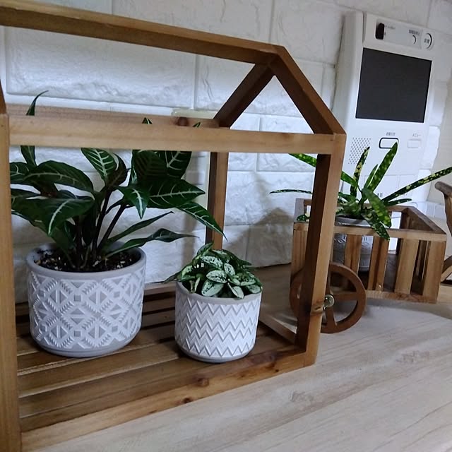 リビング/観葉植物/観葉植物のある暮らし/観葉植物の飾り方/観葉植物に癒されてます♡...などのインテリア実例 - 2026-06-12 13:22:58