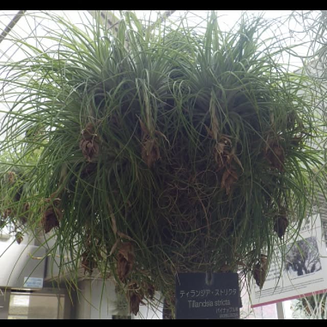 Plantexhibitionhallさんの実例写真