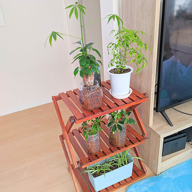 棚/観葉植物/パキラ/西海岸スタイル/100均...などのインテリア実例 - 2020-11-15 08:23:23
