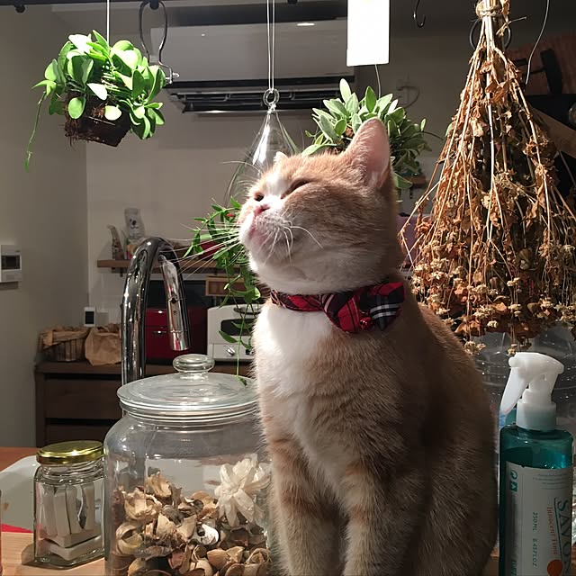 maruさんの実例写真