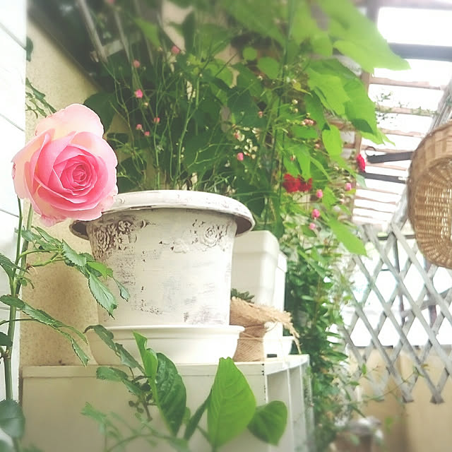 miho.okuさんの実例写真