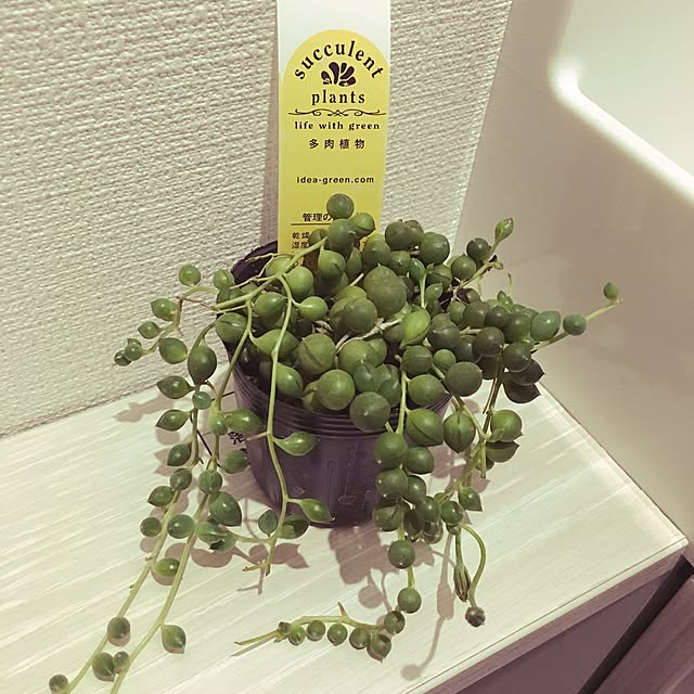 バス/トイレ/グリーンネックレス/多肉植物/ガーデニングのインテリア実例 - 2016-12-17 22:41:44