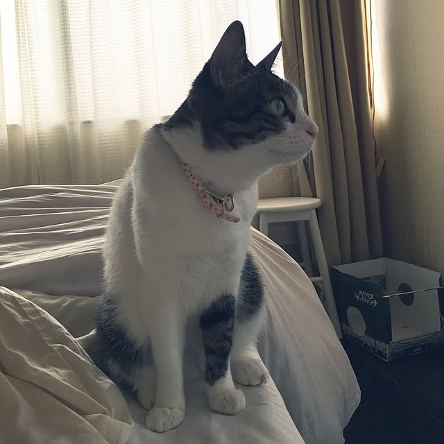 Shihoさんの実例写真