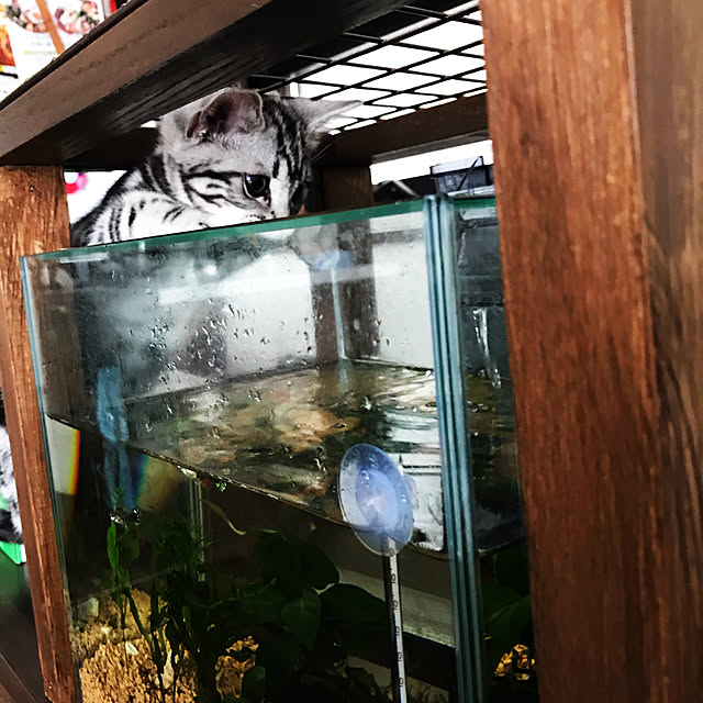 suさんの実例写真