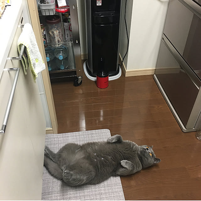 kittyさんの実例写真
