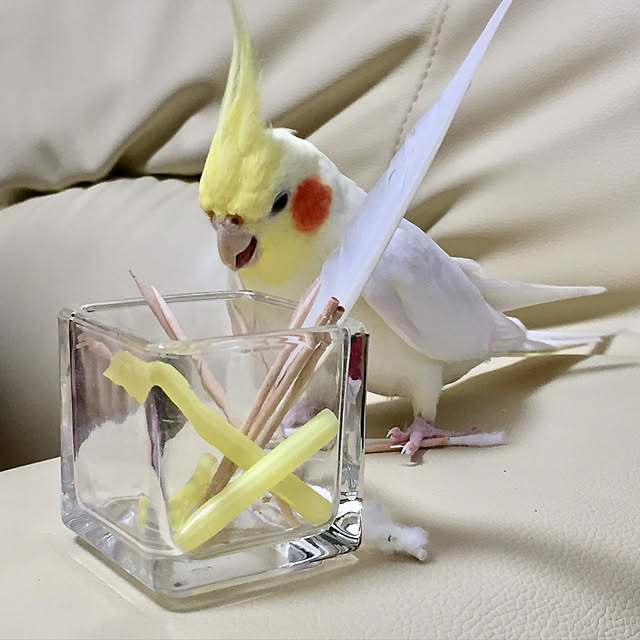 toratanさんの実例写真