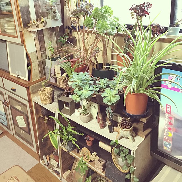 Norikoさんの実例写真