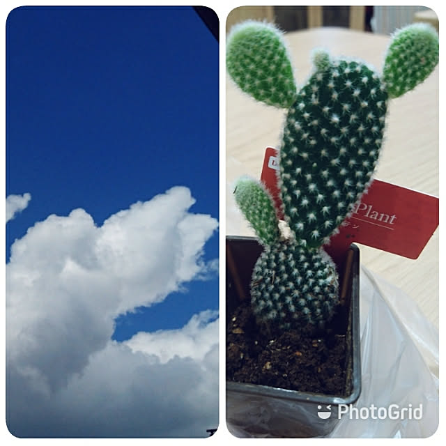 kogumaさんの実例写真