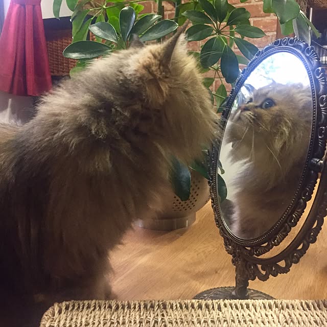 butachanさんの実例写真