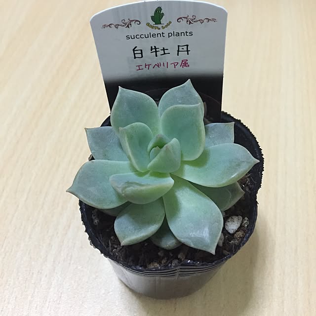 PEPEMICKさんの実例写真