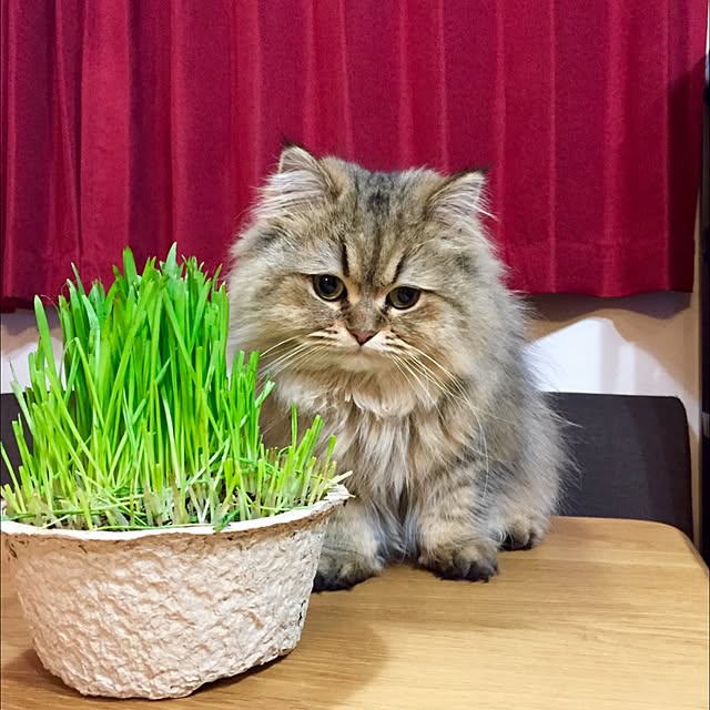 butachanさんの実例写真