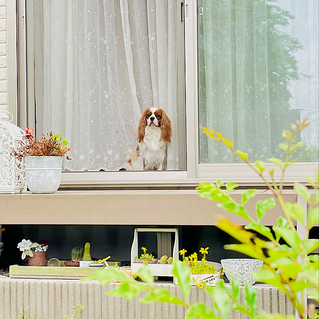 k.k.kinokoさんの実例写真