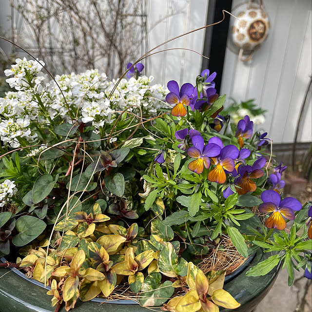 shiropenguinさんの実例写真