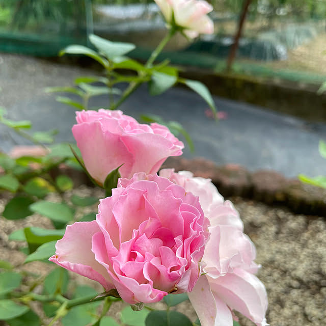 natsumiさんの実例写真