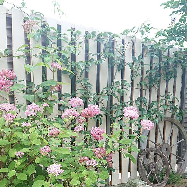 yumikanaさんの実例写真