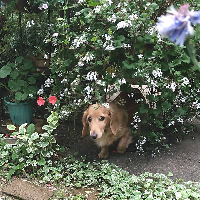 bibianさんの実例写真