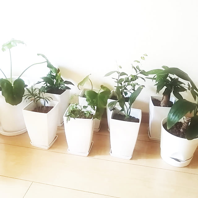 部屋全体/観葉植物/100均/ダイソー/ホワイトインテリアのインテリア実例 - 2020-08-17 16:40:19
