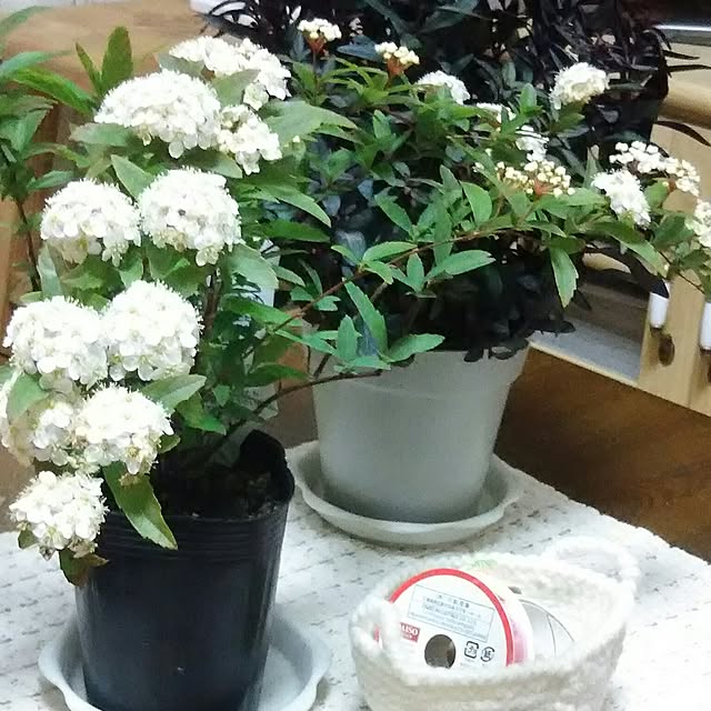 naopyiさんの実例写真