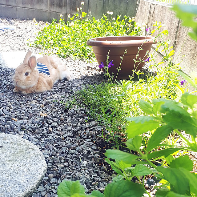aiさんの実例写真
