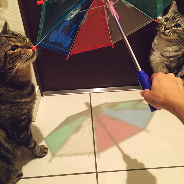 mikomaruさんの実例写真