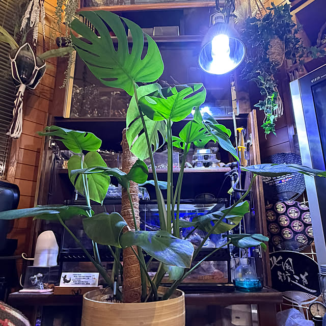hikoさんの部屋