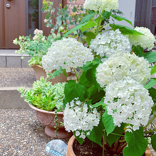 cocomaroさんの実例写真