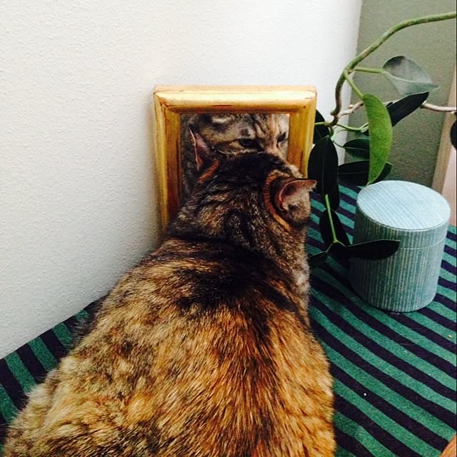 ringさんの実例写真