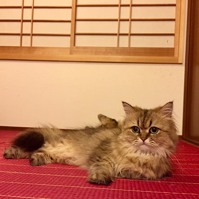 butachanさんの実例写真