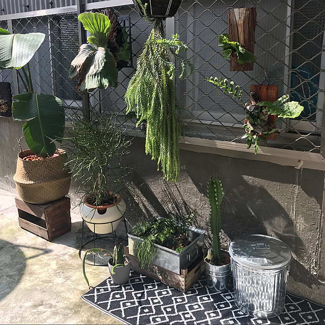 玄関/入り口/観葉植物/IKEAのインテリア実例 - 2017-11-26 22:07:38