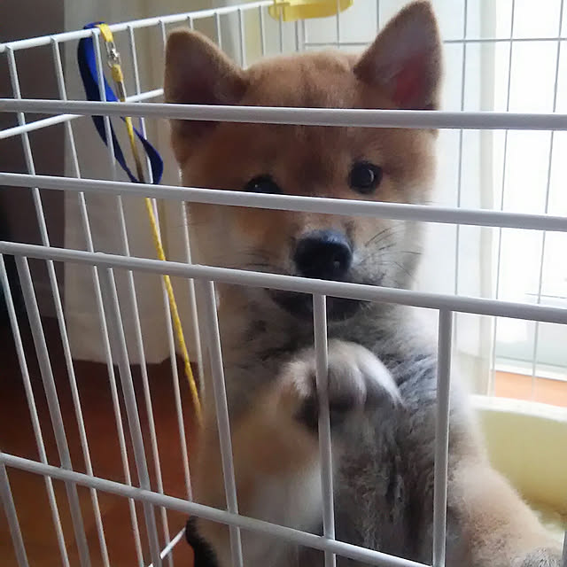 kenkenさんの実例写真