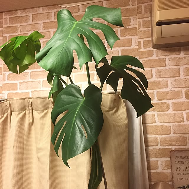 irohaさんの実例写真