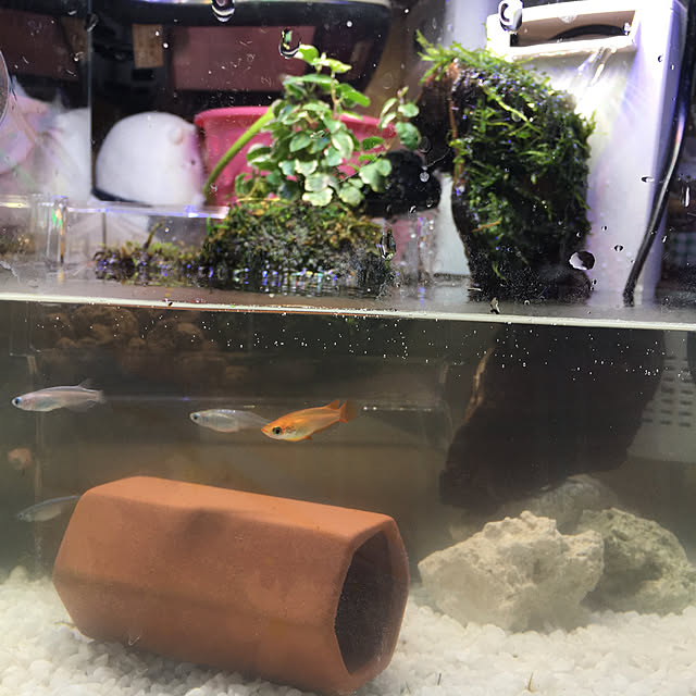 aquaneko06さんの実例写真
