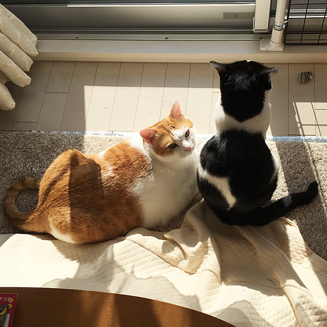 bikkeさんの実例写真